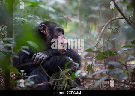 Schimpanse (Pan troglodytes verus) 'Jeje', männlicher Ruf, Bossou, Republik Guinea Stockfoto