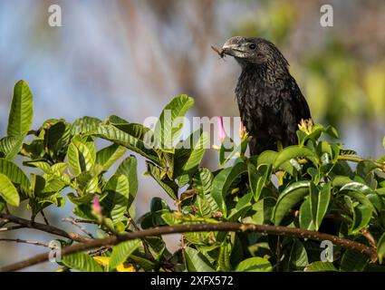 Glatten Ani (Crotophaga ani) Cat Island, Bahamasi) Stockfoto