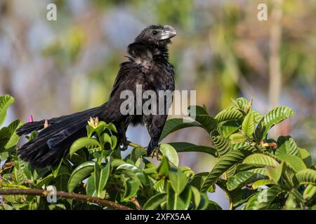 Glatten Ani (Crotophaga ani) Cat Island, Bahamas Stockfoto