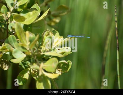 Azure Damselfly, die auf einem Blatt ruht - Cornwall, Großbritannien Stockfoto