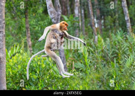 Proboscis Affe (Nasalis larvatus) erwachsenes Weibchen springt mit Baby, Sabah, Borneo. Stockfoto