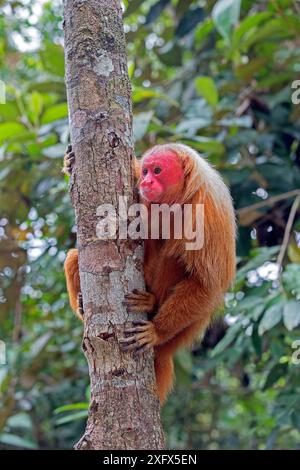 Bald uakari (Cacajao calvus) Amazonas, Brasilien. Stockfoto