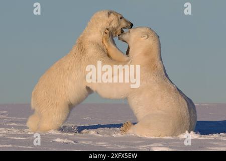 Eisbären (Ursus maritimus) zwei Jungvögel kämpfen entlang einer Barriereinsel außerhalb von Kaktovik, Alaska, USA. Stockfoto