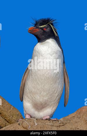 Rockhopper-Pinguin (Eudyptes chrysocome chrysocome) Saunders Island, Falklandinseln. Stockfoto