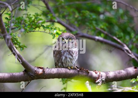 Austral Pygmieneule (Glaucidium nanum), hoch oben, Torres del Paine Nationalpark, Patagonien, Chile Stockfoto