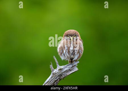 Austral-Zwergkauz (Glaucidium nanum), Nationalpark Torres del Paine, Patagonien, Chile. Stockfoto