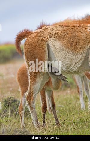 Guanaco (Lama guanicoe) Mutter mit Kalbsäuger, Torres del Paine Nationalpark, Patagonien, Chile. Stockfoto