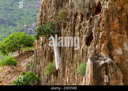 Gurkenbaum (Dendrosicyos socotrana) Socotra Island UNESCO-Weltkulturerbe, Jemen. Stockfoto