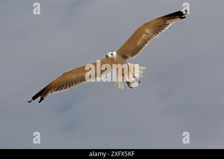 Kaspische Möwe (Larus Cachinnans) im Flug, Socotra Island UNESCO-Weltkulturerbe, Jemen. Stockfoto