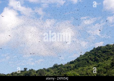 Amurfalke (Falco amurensis) (Falco vespertinus var. Amurensis), sind bis zu einer Million Vögel auf dem Weg nach Südafrika im Nagaland konzentriert Stockfoto