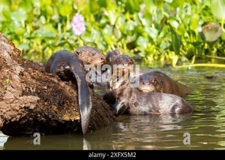 Riesenotter (Pteronura brasiliensis) auf totem Baum, Pantanal, Mato Grosso, Brasilien. Stockfoto