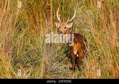 Schwein (Axis porcinus oder Hyelaphus porcinus) männlich mit Geweih, Kaziranga National Park, Assam, Indien. Stockfoto