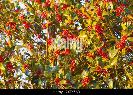 Europäische stechpalme ( Ilex aquifolium), weiblicher Baum mit roten Früchten, Haut Rhin, Frankreich. Stockfoto