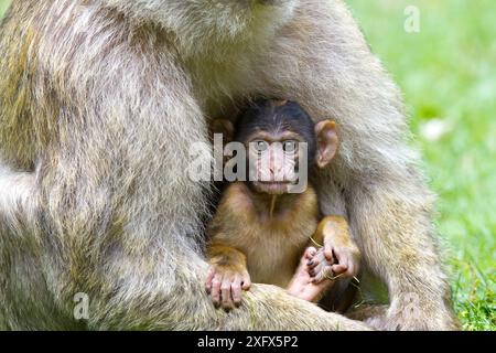 Berbermakaken (Macaca sylvanus), Mutter und Baby, gefangen. Stockfoto