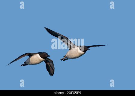 Brunnichs Guillemot (Uria Lomvia) zwei im Flug, Svalbard, Norwegen. Stockfoto