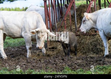 Wildschwein ( Sus scrofa ) mit Neugier von Charolais Kuh, Haute Saone, Frankreich. Stockfoto