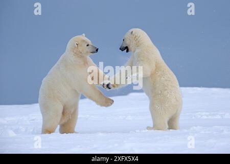 Polar Bear (Ursus maritimus), zwei junge Tiere spielen im Kampf, Kaktovik, Alaska, USA. Stockfoto