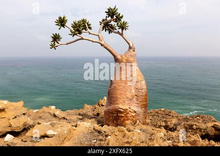 Rose of Desert (Adenium obesum ssp Sokotran) Insel Socotra, UNESCO-Weltkulturerbe, Jemen. Stockfoto