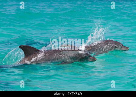 Spinnerdelfin (Stenella longirostris), in der Nähe des Strandes, Socotra Island UNESCO-Weltkulturerbe, Jemen. Stockfoto