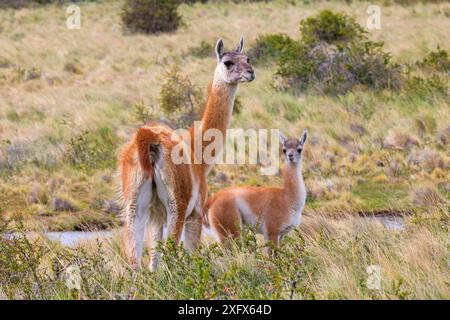 Guanaco (Lama guanicoe), erwachsenes Weibchen und Baby, Torres del Paine Nationalpark, Patagonien, Chile. Stockfoto