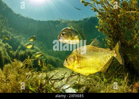 Gelber König Piranha (Pygocentrus natteri), Paraguay River, Pantanal, Brasilien Stockfoto