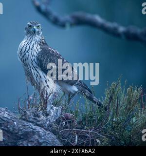 Goshawk (Accipiter gentilis) juvenile, Frankreich. Februar. Stockfoto