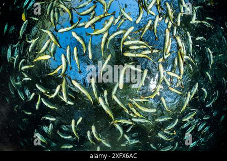 Schwarm von Piraputanga-Fischen (Brycon hilarii), nahe der Oberfläche, AquÃ¡rio Natural, Bonito, Mato Grosso do Sul, Brasilien Stockfoto