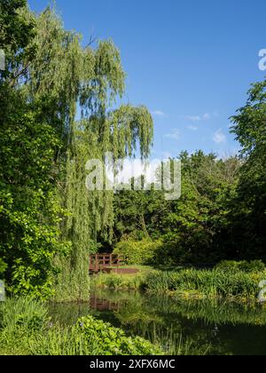 In Ashburn, Virginia, spiegelt sich eine hölzerne Brücke in einem spiegelartigen Teich unter einer weinenden Weide vor dem Hintergrund eines klaren blauen Himmels. Stockfoto