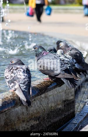 Eine Gruppe von Tauben trinkt gemütlich Wasser aus einem Stadtbrunnen, während ihre Federn im Sonnenlicht leuchten, während sie ihre Schnäbel tauchen Stockfoto