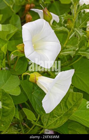 Hedge Bindweed (Calystegia sepium) Brockley Cemetery, Lewisham, London, England, Großbritannien. Juni. Stockfoto