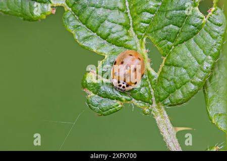 Marienkäfer (Adalia decempunctata) mit 10 Spots, helle Farbvariante Brockley Cemetery, Lewisham, London, England, Großbritannien. Juni. Stockfoto