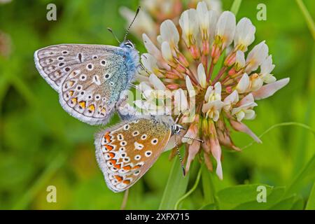Common Blues (Polyommatus icarus) Paarungspaar auf Clover (Trifolium) Sutcliffe Park Nature Reserve, Eltham, London, England, Großbritannien. Mai. Stockfoto
