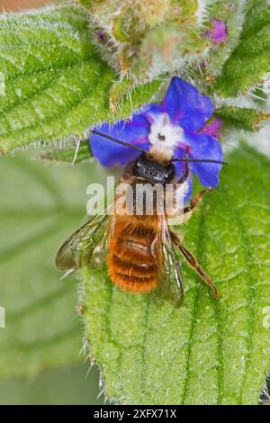 Rote freimaurerbiene (Osmia bicolor), männlich, ernährt sich von grünem Alkanet (Pentaglottis sempervirens) Beverley Court Gardens, Lewisham, London, England, Vereinigtes Königreich. April. Stockfoto