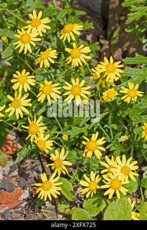 Oxford Ragwort (Senecio squalidus) Beverley Court Gardens, Lewisham, London, England, Vereinigtes Königreich. April. Stockfoto