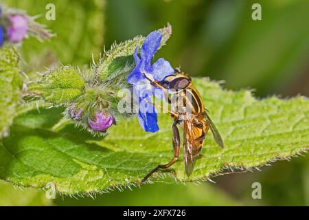 sonnenfliege (Helophilus pendulus) Fütterung von grünem Alkanet (Pentaglottis sempervirens) Beverley Court Gardens, Lewisham, London, England, Vereinigtes Königreich. April. Stockfoto