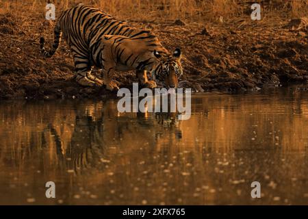 Bengalischer Tiger (Panthera tigris) trinkt im späten Abendlicht, Ranthambhore, Indien Stockfoto