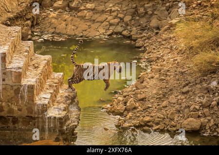 Bengalischer Tiger (Panthera tigris) springender alter Damm, Ranthambhore, Indien Stockfoto