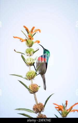 Großer doppelsonnvogel (Nectarinia afra) auf wilden Dagga (Leonotis leonurus) Blüten. Garden Route National Park, Western Cape Province, Südafrika. Stockfoto