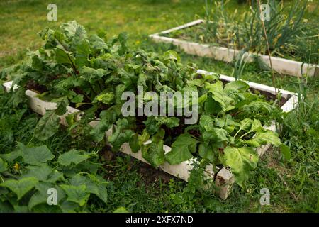 Jungzwiebeln, Rüben im Pflanzenpermakultivierungs-Anbau. Umweltfreundlicher Garten im Hinterhof, Gemüsegarten. Rübengemüse wächst im Garten im Stockfoto