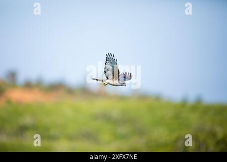 Afrikanischer Kuckuckhawk (Aviceda cuculoides) im Flug, Isimangaliso Wetland Park, KwaZulu-Natal, Südafrika Stockfoto