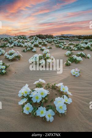 Vogelkäfig Nachtkerzenöl (Oenothera canescens) Blüte im Sand dune Wohnungen in der Nähe des Joshua Tree National Park, Kalifornien, USA, März. Stockfoto