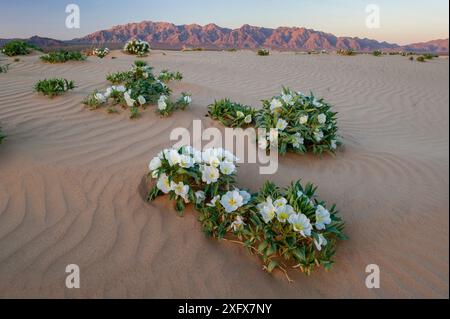 Vogelkäfig Nachtkerzenöl (Oenothera canescens) Blüte im Sand dune Wohnungen in der Nähe des Joshua Tree National Park, Kalifornien, USA, März. Stockfoto