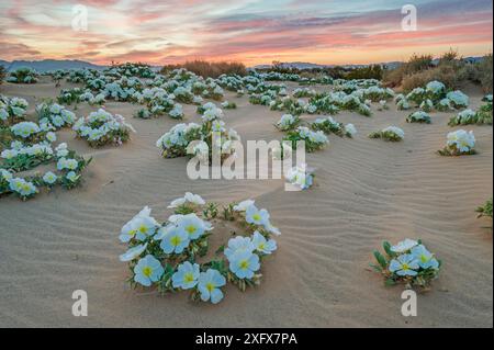 Vogelkäfig Nachtkerzenöl (Oenothera canescens) Blüte im Sand dune Wohnungen in der Nähe des Joshua Tree National Park, Kalifornien, USA, März. Stockfoto