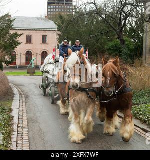 Vier seltene Jütlandpferde ziehen eine Carlsberg-Dray vor der historischen Carlsberg-Brauerei in Kopenhagen, Dänemark, Februar 2016. Stockfoto