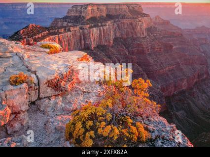 Buchweizen (Eriogonum sp.) Bedeckt mit gelben Blumen, bei Sonnenuntergang auf Flechten bedeckten Kalkstein. Grand Canyon National Park, Arizona, USA. Stockfoto