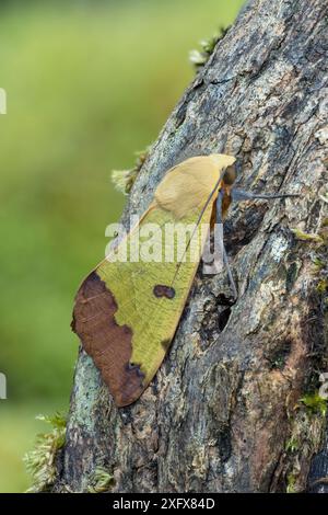 Grünfalter (Ophiusa tirhaca) auf Rinde. Matalascans, Almonte Huelva, Spanien. Dezember. Stockfoto