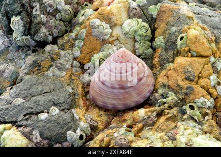 Lackierte Oberschale (Calliostoma zizyphinum) und gemeiner Barnakel (Semibalanus balanoides) auf Felsen am Rande des Strangford Lough. Mill Quarter Bay, Killard Point National Nature Reserve, Strangford, County Down, Nordirland. Februar. Stockfoto