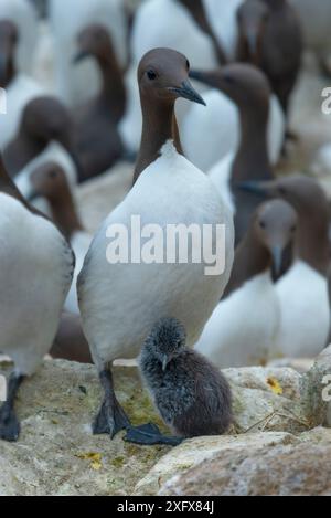 Guillemot (Uria aalge), Elternteil und Küken in der Zuchtkolonie. Great Saltee Island, Saltee Islands, County Wexford, Republik Irland. Juni. Stockfoto