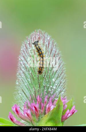 Zigeunermotte (Lymantria dispar) raupe auf Klee (Trifolium sp) Blüte. Catlar, Pyrenäen Orientales, Südwestfrankreich. Mai. Stockfoto