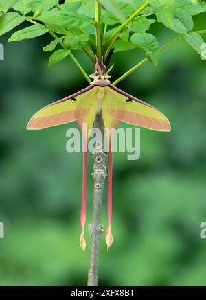 Chinesische Mondmotte (Actias dubernardi), männlich auf Ast ruhend. Dayaoshan, Jinxin, Guangxi, China. Stockfoto